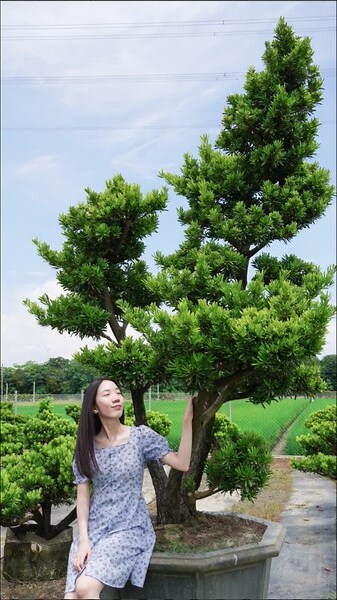 松柏盆栽風水