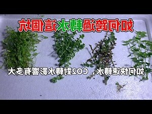 水種大葉植物