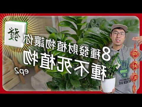 白水木招財