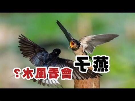 燕子攻擊人