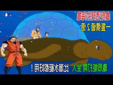 海龜殼