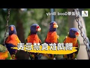 養鳥禁忌