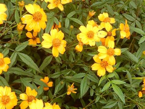 芳香萬壽菊禁忌