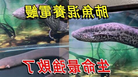 肺魚混養