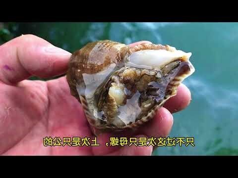 海螺脉
