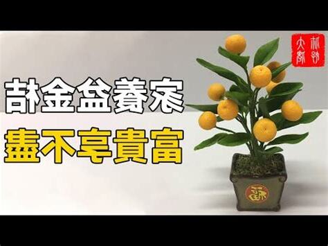 金棗樹風水