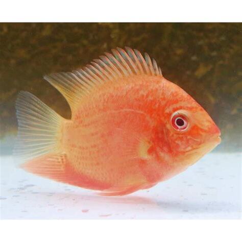 紅波羅魚