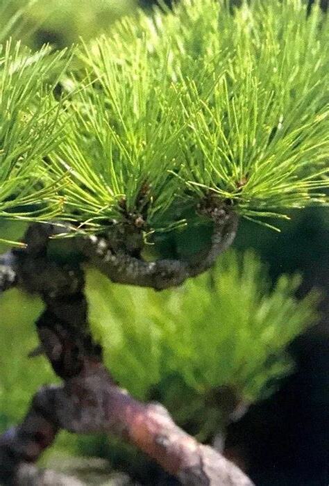 松柏樹種類