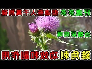 雞角刺功效禁忌