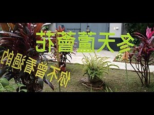 蘆薈會開花嗎