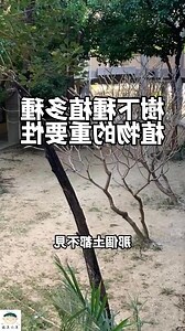 樹下植物