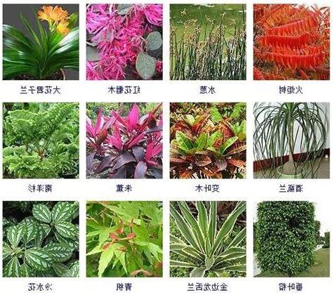 室內植物名稱