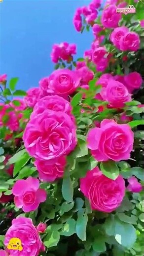 爬藤薔薇