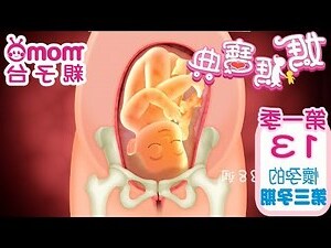 孕婦圓韌帶位置