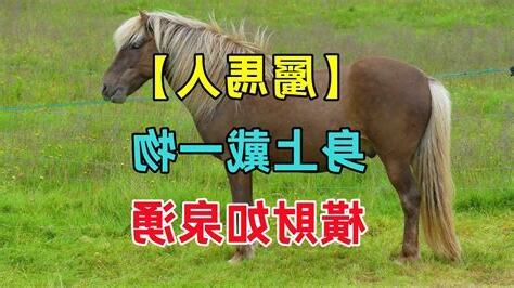 屬馬用字