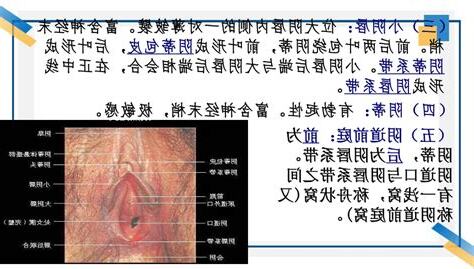 女生殖