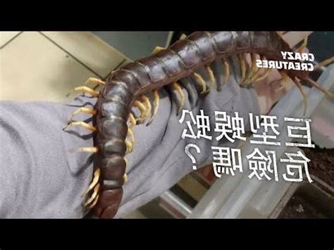 大隻蜈蚣