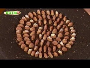 柚子樹盆栽