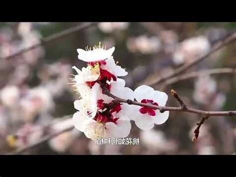 家中種桃花