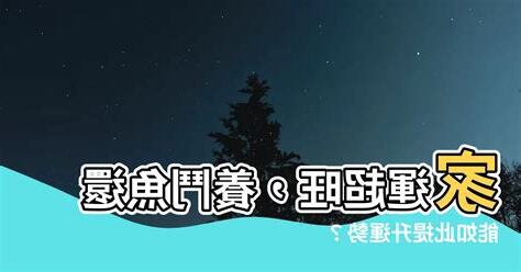 鬥魚風水