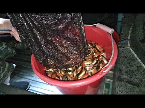朱文錦風水