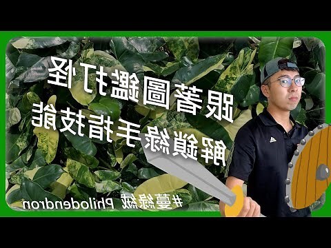 金鑽蔓綠絨風水