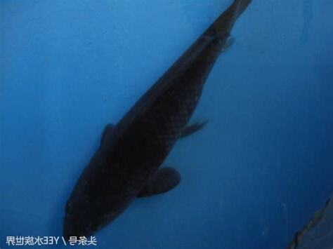 黑色鯉魚