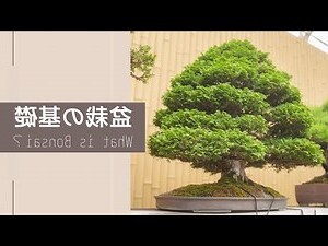 送盆栽意義
