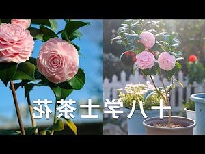 茶花風水