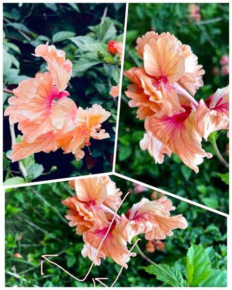 樓子花