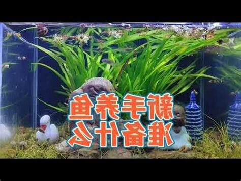 養魚需要什麼