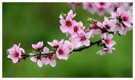甲子日桃花