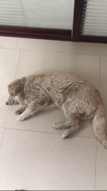 狗狗死在路邊怎麼辦