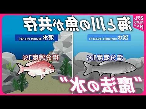 淡水魟魚品種