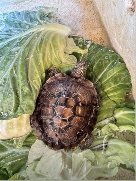 巴西龜可以吃高麗菜嗎