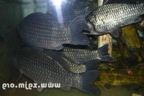夢見活魚