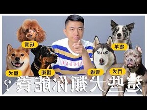 屬狗適合的名字