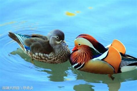 象徵愛情的鳥