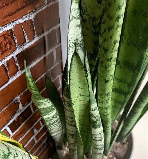 家裡為什麼不能養虎皮蘭