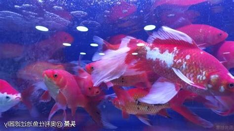 魚死了要換水嗎