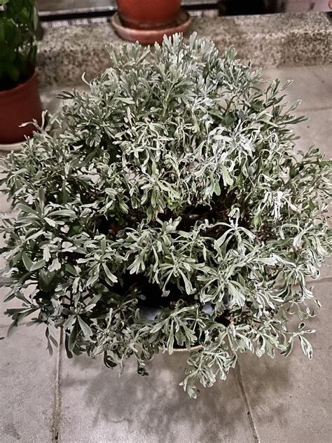 芙蓉種植注意事項