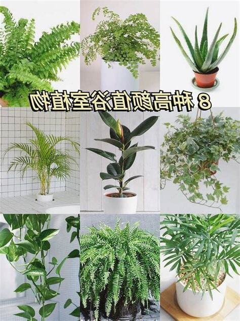 適合種在浴室的植物
