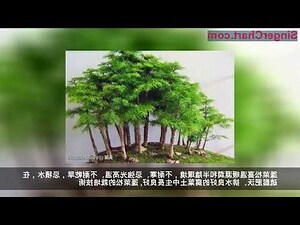蓬萊松