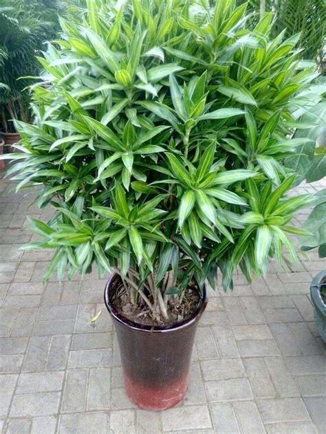 文昌植物
