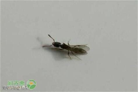 飛蟻出現原因