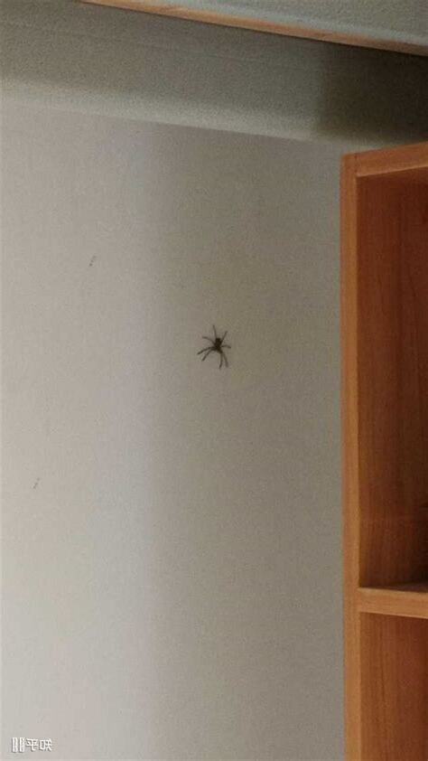 屋有蜘蛛