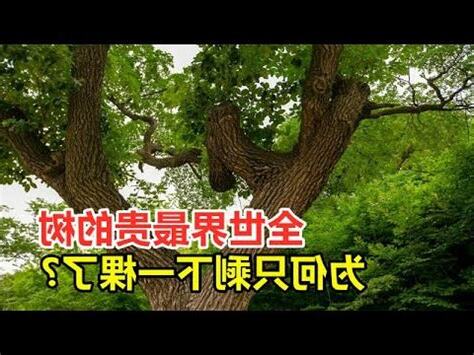 最貴的樹木