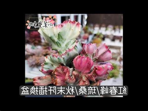 春峯錦照顧