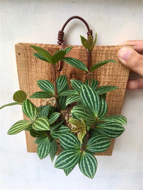 多葉植物
