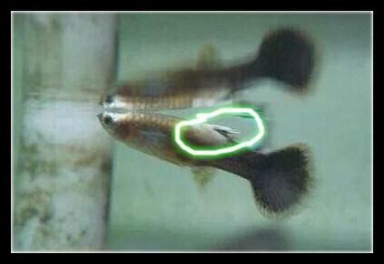 孔雀魚搖頭晃腦